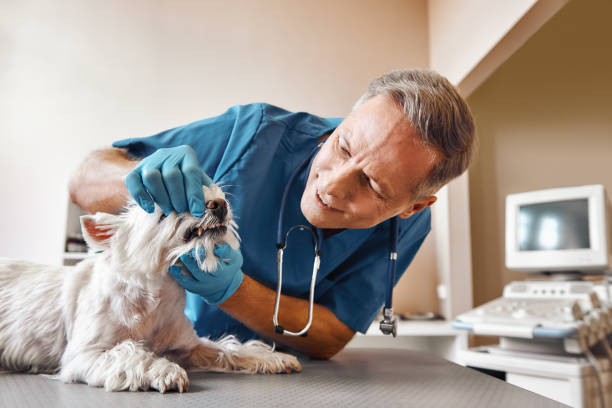 Best Same-Day Emergency Dentist in The Woodlands, TX